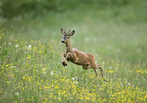 A deer gambols in a field near Medvode