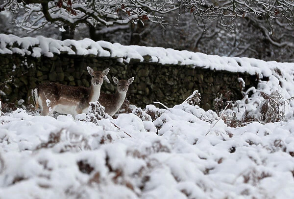 Deer graze in Bradgate Park after snow fall in Newtown Linford