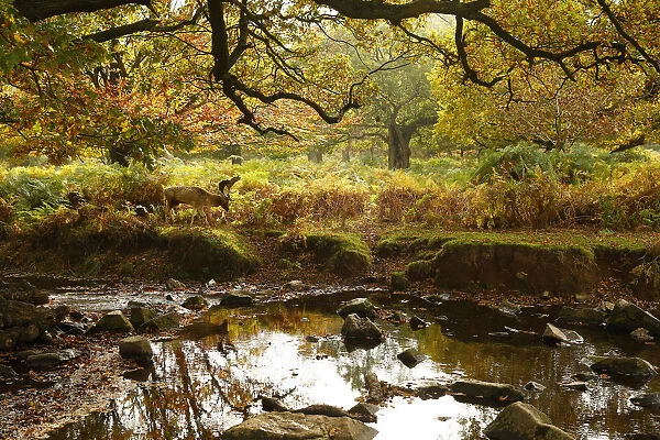 A deer grazes by a river in Bradgate Park in Newtown Linford