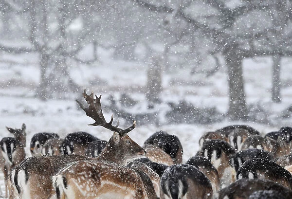 Deer huddle as snow falls in Richmond Park in London