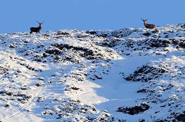 Two deer look down from the top of a snow covered hilltop near Braemar in the Scottish