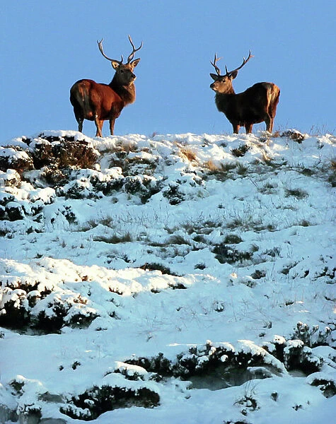 Two deer look down from the top of a snow-covered hilltop near Braemar in the Scottish