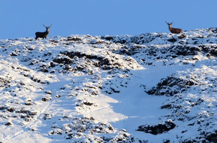 Framed Print : Two deer look down from the top of a snow covered hilltop near Braemar in the Scottish Framed Print : Two deer look down from the top of a snow covered hilltop near Braemar in the Scottish