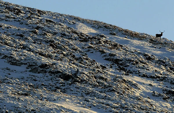 A deer looks down from the top of a snow covered hilltop near Braemar in the Scottish