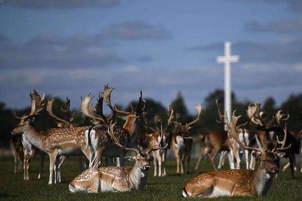 Deer rest in front of the Papal cross during sunny weather at the Phoenix Park in Dublin