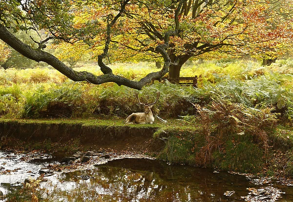 A deer rests by a river in Bradgate Park in Newtown Linford