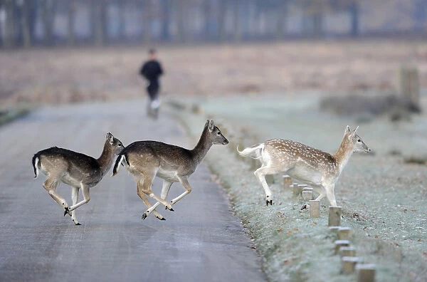 Deer run across the road as a man jogs through Richmond Park in south west London