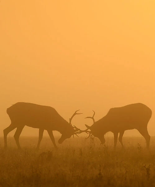 Deer are seen clashing antlers during the rutting season in the early morning at Richmond Park