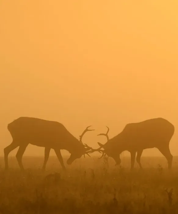 Framed Print : Deer are seen clashing antlers during the rutting season in the early morning at Richmond