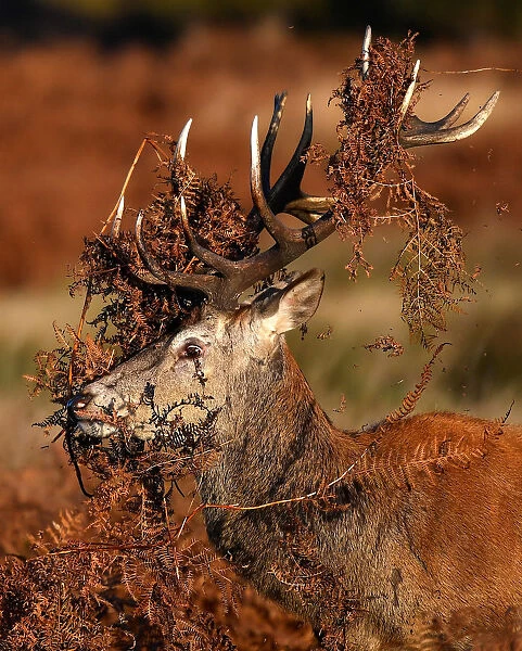 A deer is seen covered in bracken undergrowth as it prepares to clash with a rival during