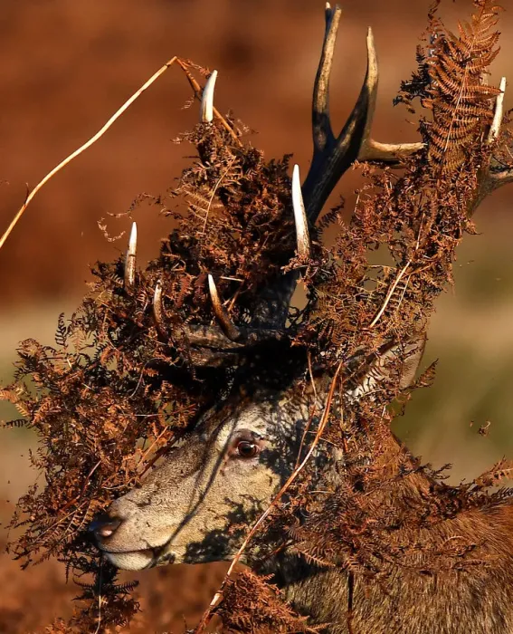Framed Print : A deer is seen covered in bracken undergrowth as it prepares to clash with a rival Framed Print : A deer is seen covered in bracken undergrowth as it prepares to clash with a rival