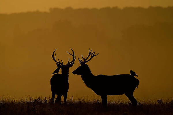 Deer are seen during the early morning at Richmond Park, west London, Britain