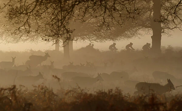 Deer are seen grazing as cyclists ride past in the early morning mist in Richmond Park