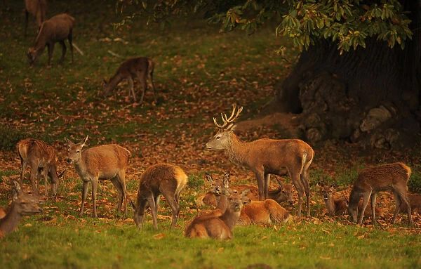 Deer are seen during their rutting season in the Studley Royal park near Ripon