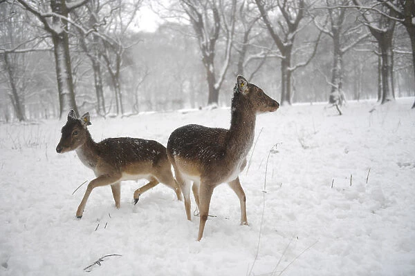Deer are seen in woodlands during heavy snow in Dublin