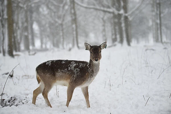 A deer is seen in woodlands during heavy snow in Dublin