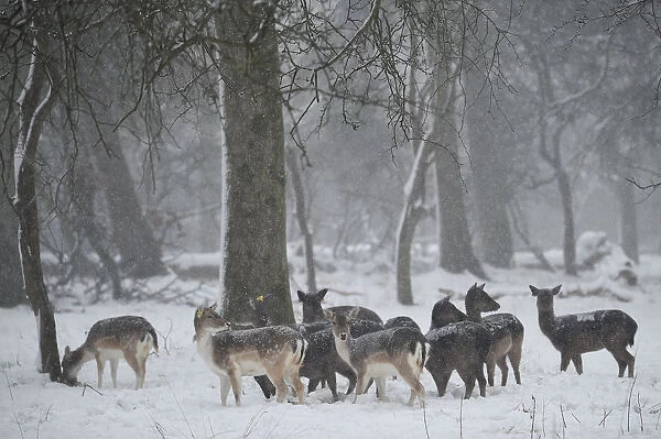 Deer are seen in woodlands during heavy snow in Dublin