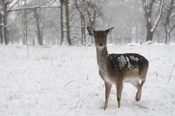 A deer is seen in woodlands during heavy snow in Dublin