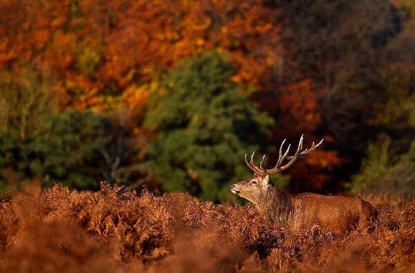 A deer stag is seen in the early morning light in Richmond Park, west London, Britain