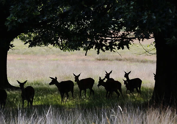 Deer stand in the shade in the hot, sunny weather in Richmond Park in southwest London