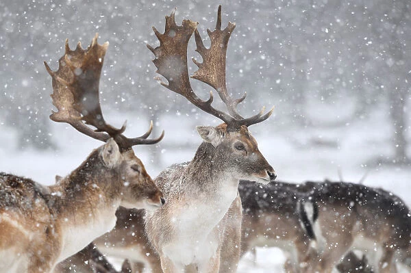 Deer stand as snow falls in Richmond Park in London