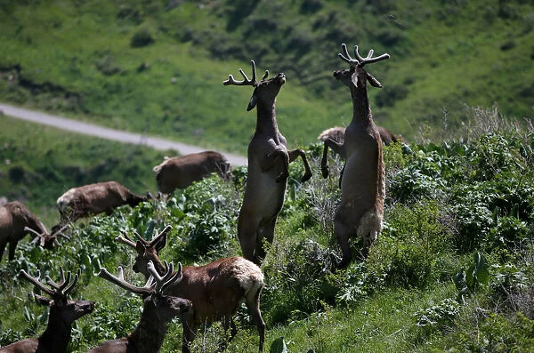 Deers graze at maral farm in Kasymbek gorge in Kazakhstan