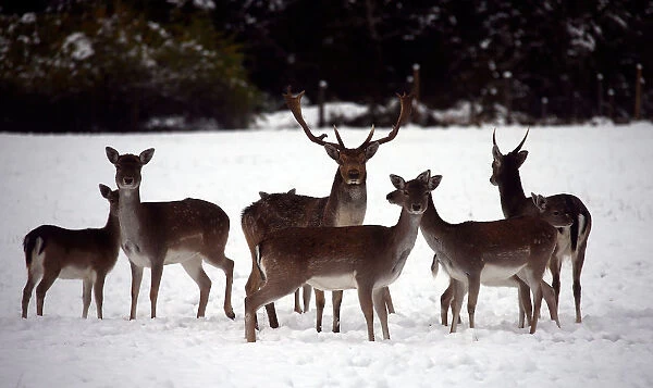 Deers stand on a snow-covered field near Schliersee