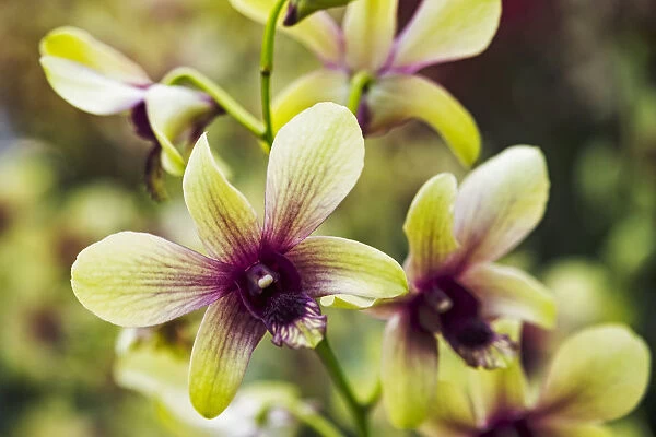 Dendrobium Changi Airport orchids are seen during the Orchid Extravaganza 2019 floral