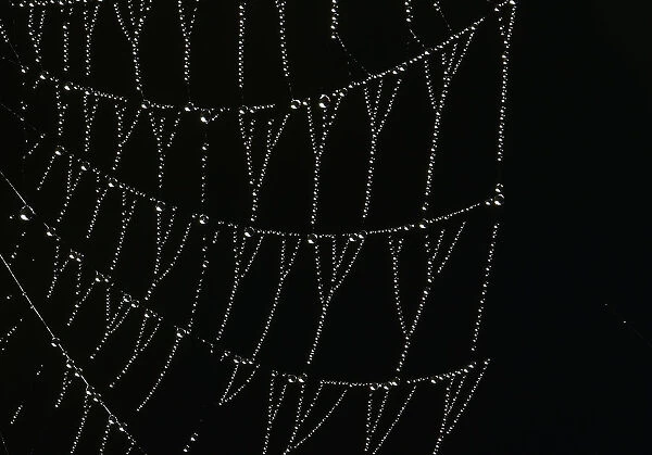 Dew drops are seen hanging on a spider web at dawn in Richmond Park in south west London