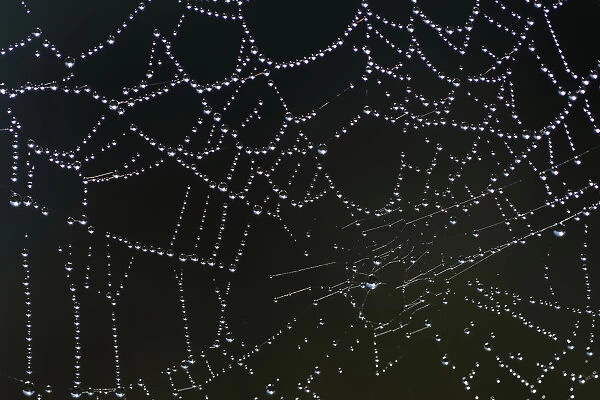 Dew drops are seen hanging on a spider web in Vertou near Nantes