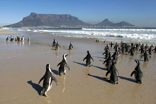 DISPLACED PENGUINS ARE RETURNED TO SEA NEAR CAPE TOWN