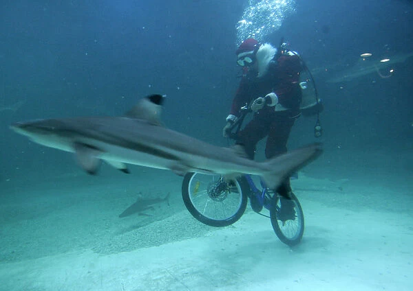 A diver in a Santa Claus costume rides bicycle in shark aquarium at Jakartas Sea World