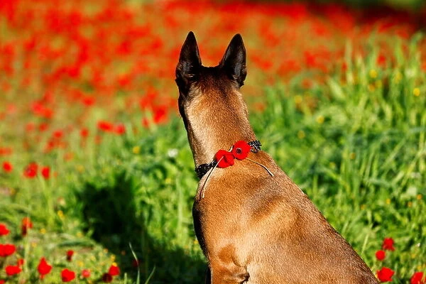 A dog adorned with flowers sits in an anemone field near Kibbutz Beeri in southern Israel