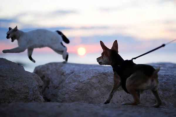 A dog chases a cat on a breakwater along the shore of the Mediterranean Sea in Ashkelon