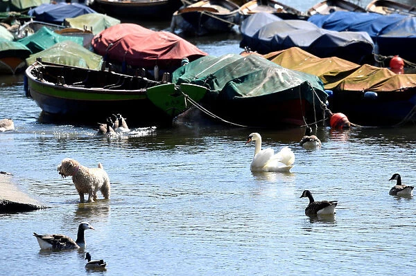A dog cools off in the River Thames in Richmond upon Thames