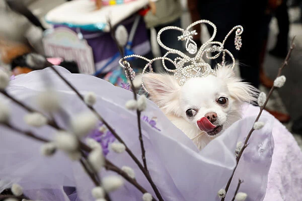 A dog dressed in costume attends the annual Easter Parade