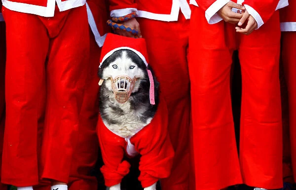 A dog dressed as Santa Claus takes part in the annual city race in Skopje