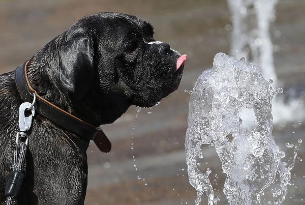 A dog drinks water at a fountain on a hot summer day in Brussels