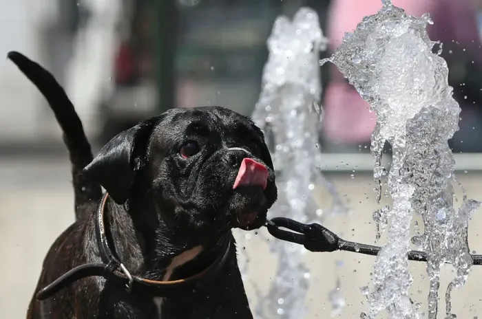 Framed Print : A dog drinks water at a fountain on a hot summer day in Brussels Framed Print : A dog drinks water at a fountain on a hot summer day in Brussels