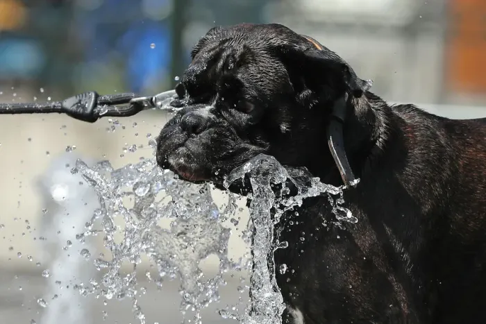 Framed Print : A dog drinks water at a fountain during a hot summer day in Brussels Framed Print : A dog drinks water at a fountain during a hot summer day in Brussels