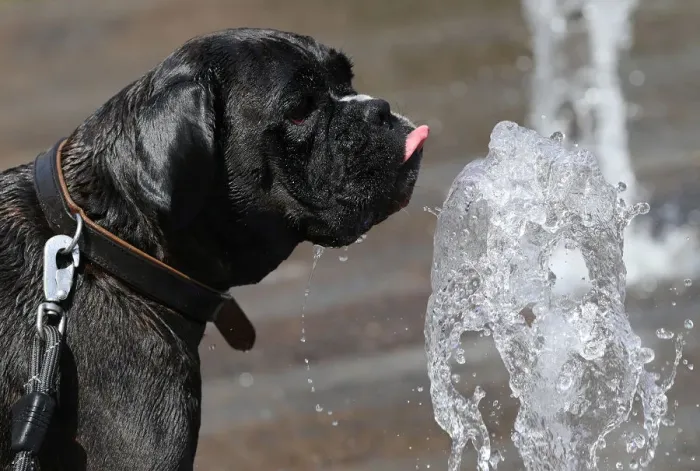Framed Print : A dog drinks water at a fountain on a hot summer day in Brussels Framed Print : A dog drinks water at a fountain on a hot summer day in Brussels