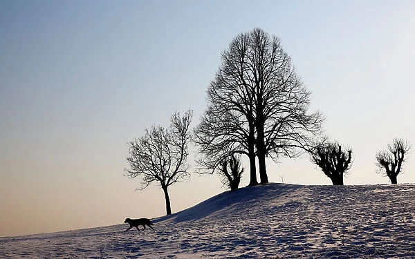 A dog enjoys a winter day on the hills around Vienna