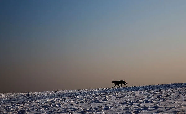 A dog enjoys a winter day on the hills around Vienna