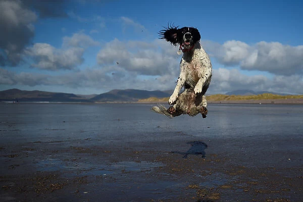 A dog jumps into the air to catch a ball along the beach near the County Kerry village