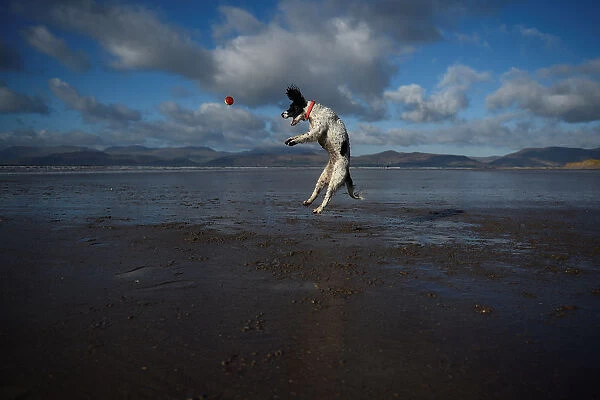 A dog jumps into the air to catch a ball along the beach near the County Kerry village of