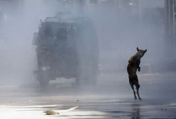 A dog jumps as riot police use a water cannon on a demonstrator during a protest against
