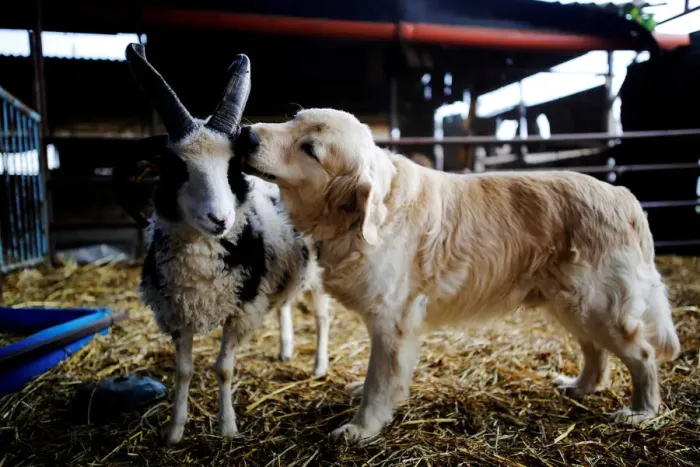 Framed Print : A dog licks the head of a Jacob sheep, in Ramot Naftali Framed Print : A dog licks the head of a Jacob sheep, in Ramot Naftali