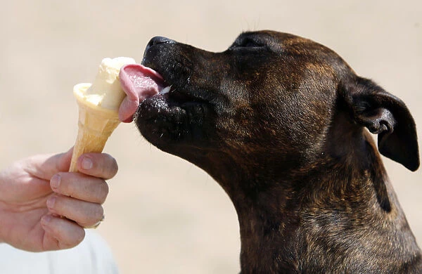 A dog licks an ice-cream during heatwave in Skegness, Britain