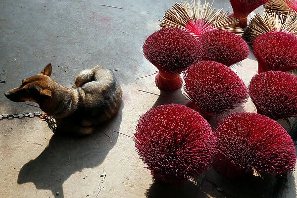 A dog lies next to drying incense in preparation for Tet