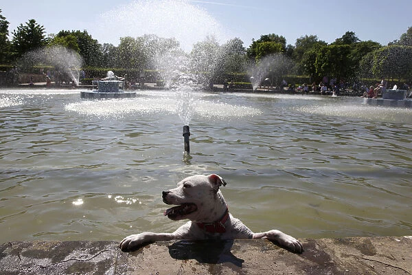 A dog pauses during a dip in a lake in Battersea Park in London
